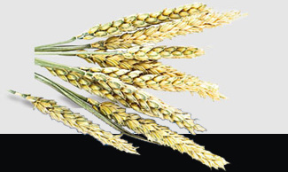 首页- 人生就是博中国官方网站